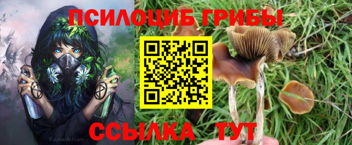 Кириши  Галлюциногенные грибы Psilocybe  Вход с VPN 